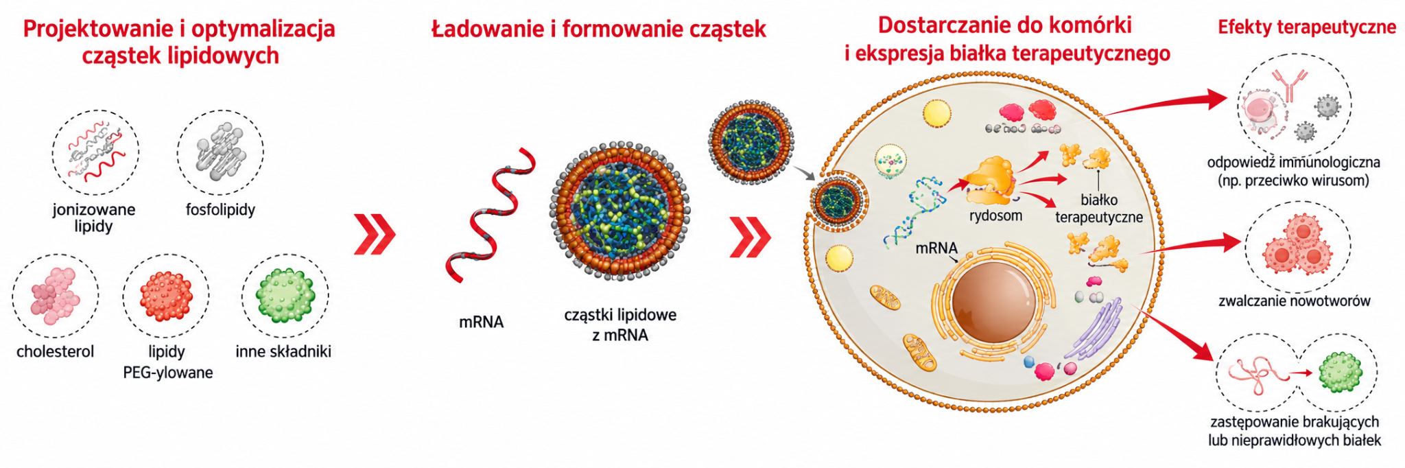 Schemat platformy mRNA Abogen: projektowanie cząstek lipidowych, ładowanie mRNA, dostarczanie do komórki i efekty terapeutyczne.