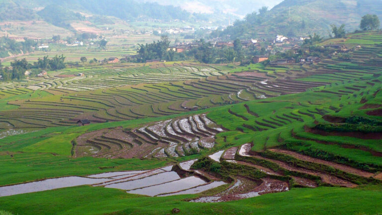 Tarasy ryżowe w prowincji Yunnan w Chinach